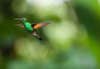 A hummingbird flying