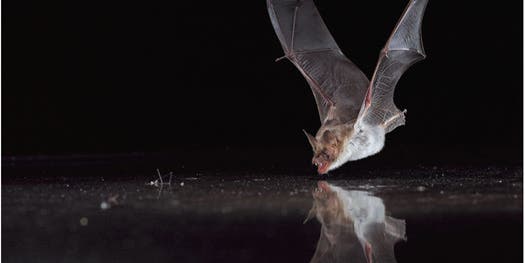 Video: Echolocation Tricks Bats Into Trying to Drink from Sheets of Metal