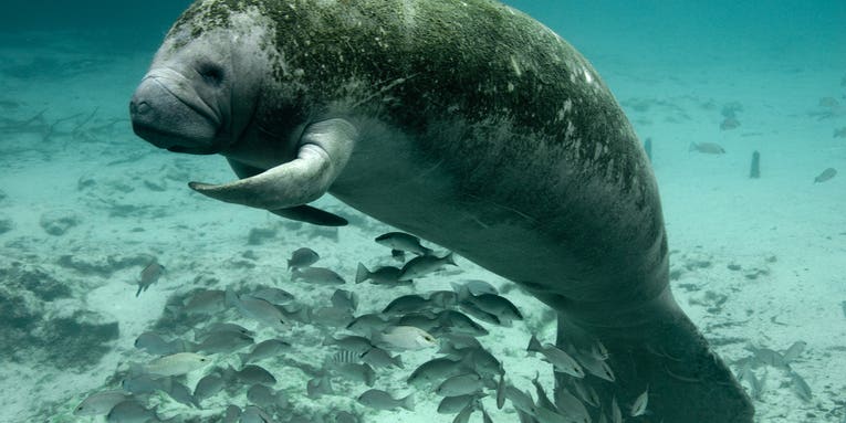 Taking manatees off the endangered species list doesn’t mean we should stop protecting them