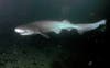 photo of a sixgill shark swimming