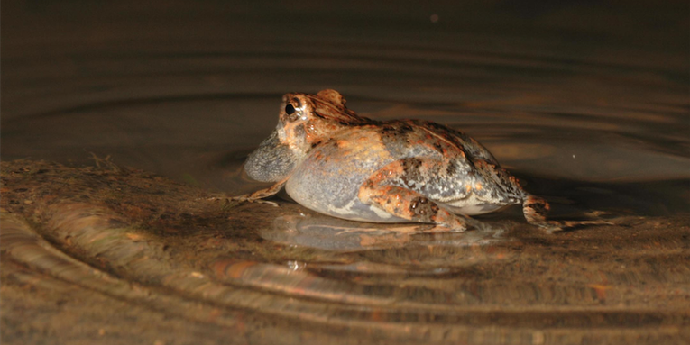 This Frog Just Wants Love. Instead He Gets The Kiss of Death From A Bat