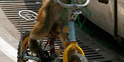 Muscle-Linked Gene Therapy Pumps Up Monkeys