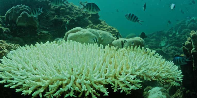 Coral reefs might be in more trouble than we thought