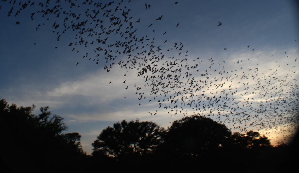 Bats take flight at dusk from Bracken Cave.