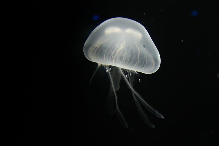 Abyssal jellyfish