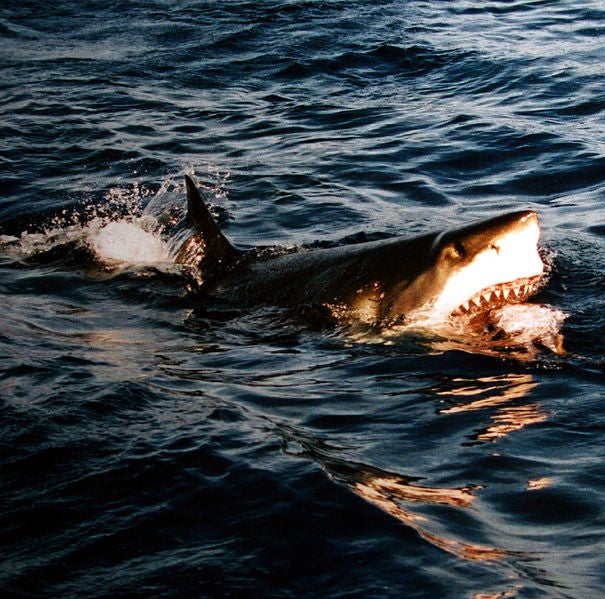 Sharks photo