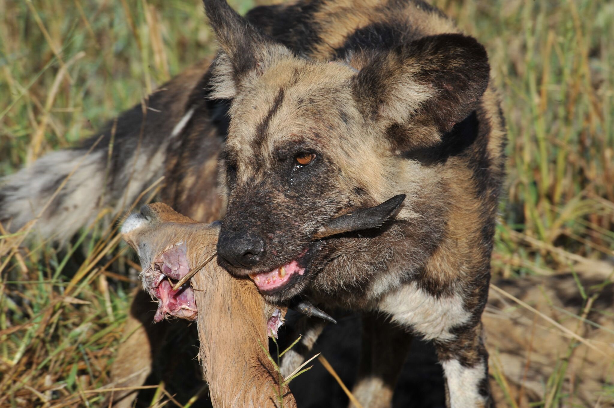 African wild dogs vote with sneezes on important pack issues