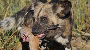 African wild dogs vote with sneezes on important pack issues