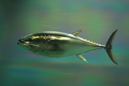 Pacific Bluefin Tuna Population Has Dropped By 96 Percent