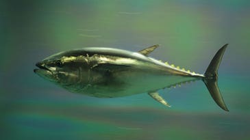 The Next Tuna You Eat Could Have A Mackerel Momma