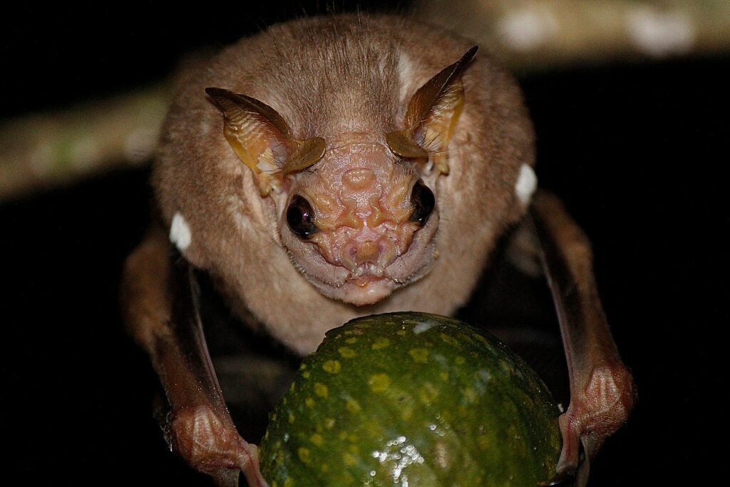 The wrinkle-faced bat <em>Centurio senex</em> generates the strongest bite known for any leaf-nosed bat. Here is one with a fruit prize.