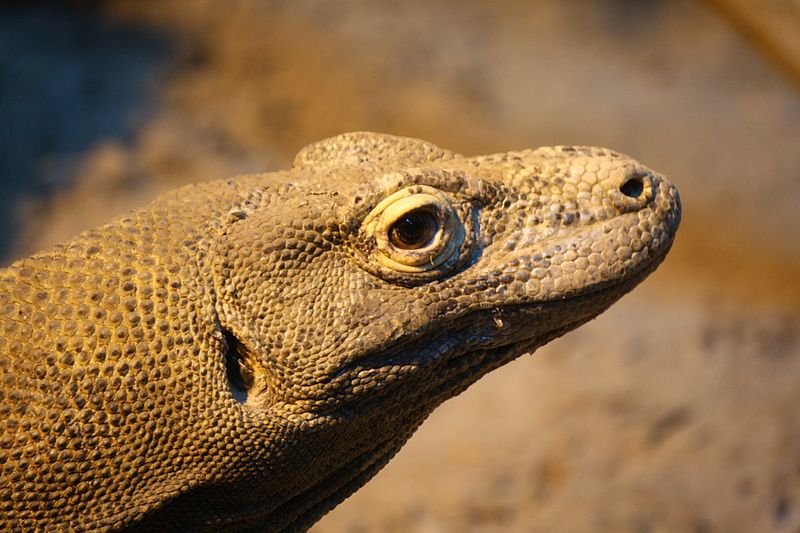 FYI: Does The Komodo Dragon Really Kill With A Bacteria-Filled Bite?