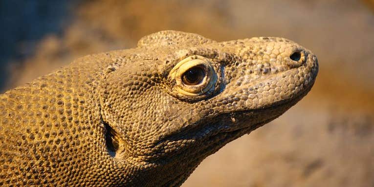 FYI: Does The Komodo Dragon Really Kill With A Bacteria-Filled Bite?