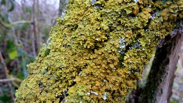Lichens Can Be Made Of Three Organisms, Not Just Two