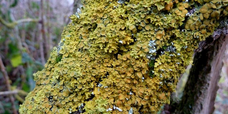Lichens Can Be Made Of Three Organisms, Not Just Two