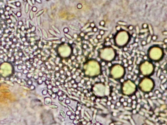 dissected gut of a mucous-mesh