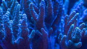 Scientists learn to repair human bones by studying coral reefs