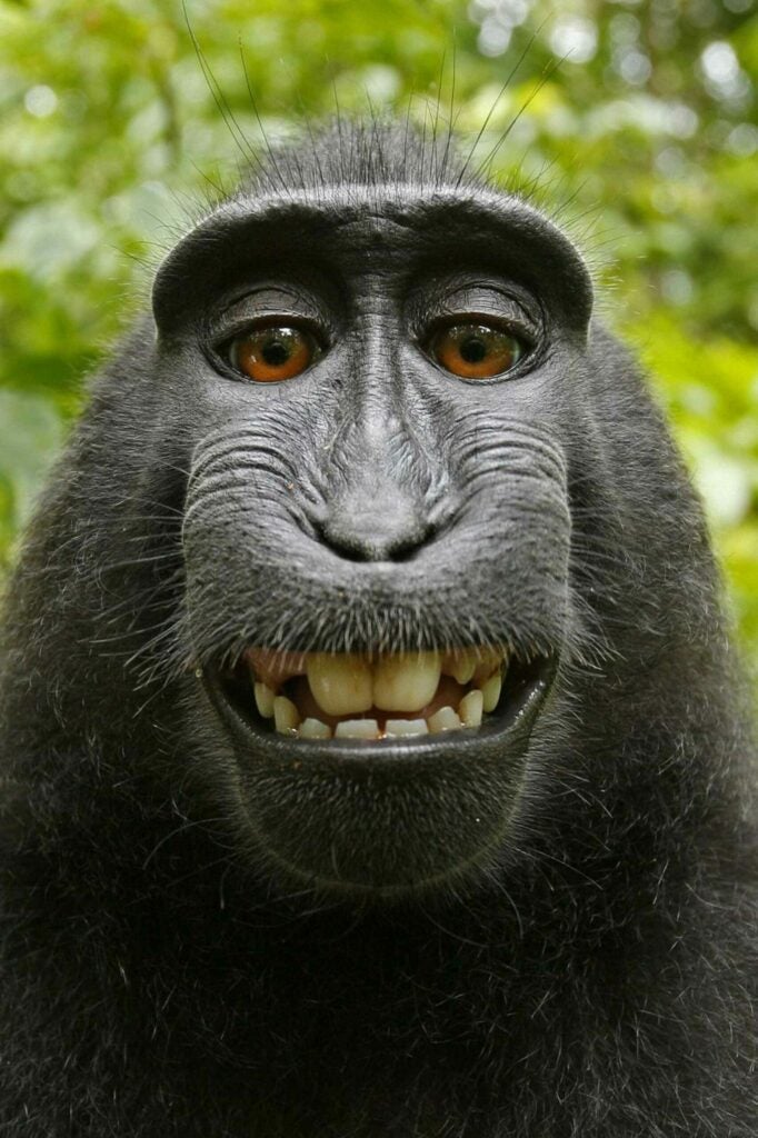 monkey smiles into camera