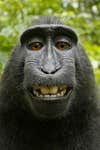 monkey smiles into camera