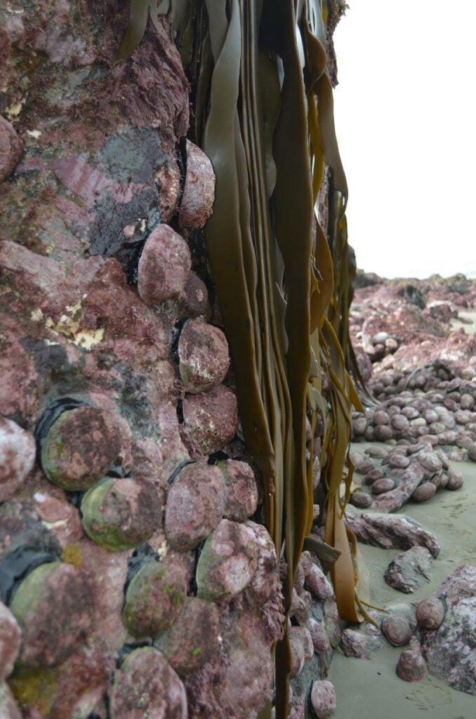 NZ earthquake sea wall up close