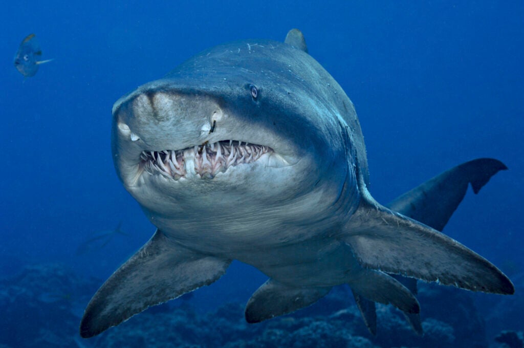 sand tiger shark swimming the ocean