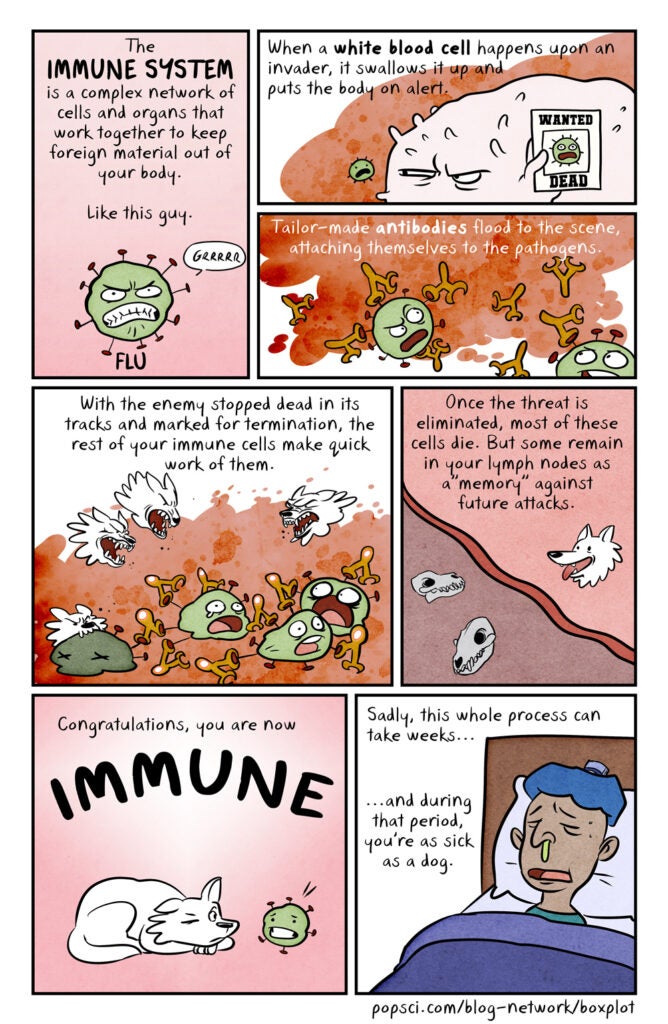 How the Immune System Works.