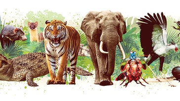 Elephant, tiger, kangaroo, ostrich, crocodile, mantis shrimp, and other most power animals