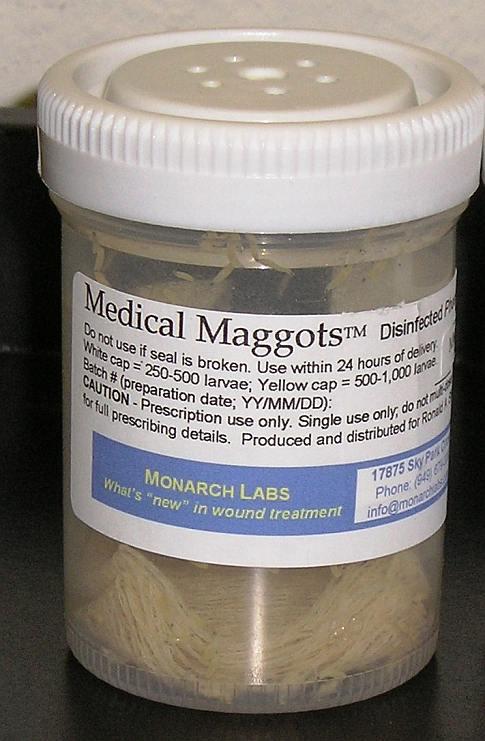 Maggots, which are actually fly larvae, earn a morbid reputation, as they feed on dead flesh. But before you pass judgment, remember that sometimes that's exactly what you need. Maggots have been used for medical purposes since antiquity, and they're still used today in certain cases. Maggot therapy, as it's called, involves introducing maggots to an exposed area of flesh, where they will clean the area of necrotic, or dead, tissue while leaving the living tissue intact. Most recently, maggot therapy has received attention for its effectiveness in treating MRSA, a bacterium that's resistant to most antibiotics and which often includes flesh-eating types, which can cause serious injury or death if untreated. Without the benefits of antibiotics, this bacteria can only be removed through invasive surgery, and that surgery is often imprecise; surgeons are simply not as good at identifying dead from living tissue, and any surgery to debride, or remove necrotic tissue, results in an unwanted loss of living tissue. As Professor Andrew Boulton of the School of Medicine at the University of Manchester, said at the time of <a href="http://www.telegraph.co.uk/news/uknews/1550422/Maggots-used-to-counter-MRSA-superbug.html">that 2007 study</a>: <em>"Maggots are the world's smallest surgeons. In fact they are better than surgeons. They are much cheaper and work 24 hours a day. They remove the dead tissue and bacteria, leaving the healthy tissue to heal. There is no reason this cannot be applied to many other areas of the body, except perhaps a large abdominal wound."</em> Even better, maggots actually secrete certain antibiotics that serve to disinfect the wound, and maggot secretions also include allantoin, a substance used in many cosmetics and toiletries as a skin-soothing ingredient. Modern use of medical maggots was reintroduced in 1989 as a last-ditch option to remove newly antibiotic-resistant bacteria. A type of green bottle fly (pictured) larva is often used, marketed under the name "Medical Maggots," and can be prescribed by any physician. The maggots are placed in either a cage or a ventilated pouch--they need oxygen to survive--and feed on the necrotic tissue. It's a remarkably safe procedure; the maggots have no interest in living tissue, will stop feeding when full, and cannot reproduce, as they are of course in the larval stage. They do have some drawbacks; medical maggots have a short lifespan, cause what is described as an "uncomfortable tickling sensation" (though you have to believe that's better than the alternative), can only be used in certain cases (a moist wound with available oxygen is essential), and of course some patients find the idea of medical maggots distasteful. <a href="http://www.bmj.com/content/338/bmj.b773.abstract">In a 2008 study</a>, maggot therapy was found to be just as effective as leading hydrogels used for debridement, and debridement was much faster. Morbid? Maybe. But it's proven to be more effective than our best surgeons.