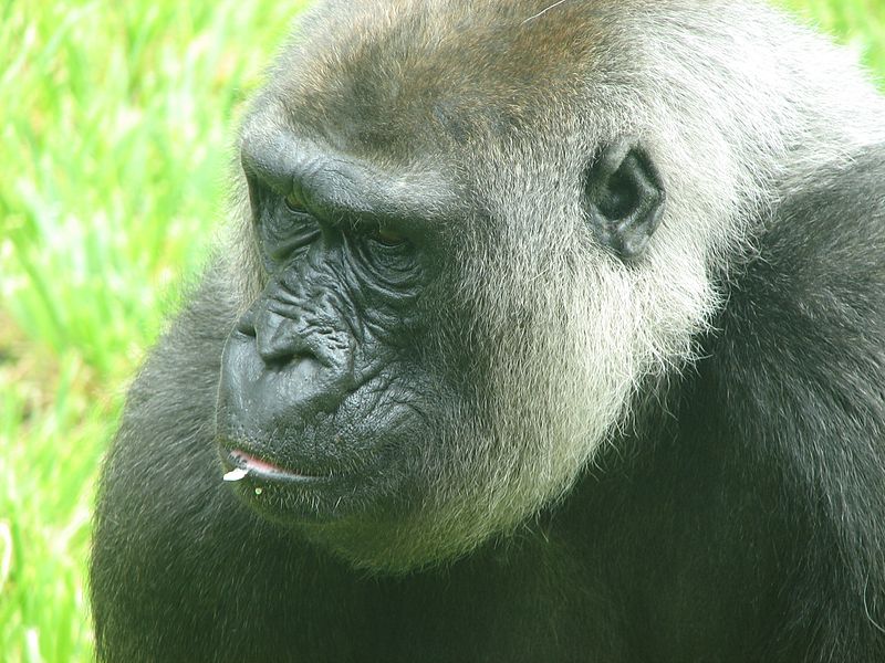 This was the <a href="http://www.nature.com/news/gorilla-joins-the-genome-club-1.10185">last great ape</a> to have its genome sequenced. And it turns out that in a third of the genome, gorillas are closer to humans and chimpanzees than humans and chimps are to each other. About 500 genes have experienced accelerated evolution in gorillas, chimps and us, the study found. This is especially true for genes involved in hearing. After looking at the genomes of gorillas, chimpanzees and humans, the study authors hypothesized that gorillas split from our last common ancestor around 10 million years ago. Chimps and humans diverged about 4 million years later. Still, despite the more recent common heritage between humans and chimps, humans are more gorilla-like than we thought.