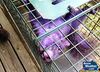 In a small town in Pennsylvania, a couple found a purple squirrel. Accuweather.com, of all places, found the story, and is investigating to their full abilities. Make sure to read <a href="http://www.accuweather.com/en/weather-news/purple-squirrel-found-in-penns/61308#.TzKyJ8ceCV4.facebook">their coverage</a> to see what their senior meteorologists think of this purple squirrel.