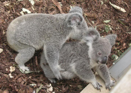 AIDS-Like Virus Threatens Koalas With Extinction