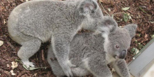 AIDS-Like Virus Threatens Koalas With Extinction