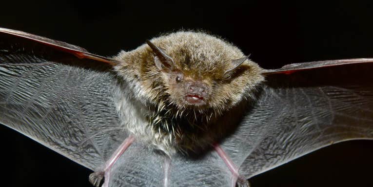 Carnivorous Plant Has An Evolutionary Alliance With Local Bats