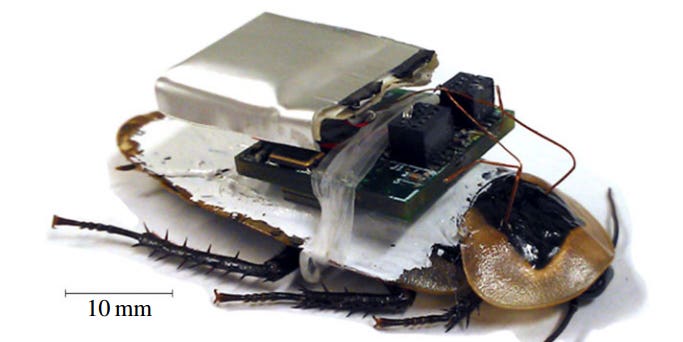 Cyborg Cockroaches Now More Reliable Than Ever