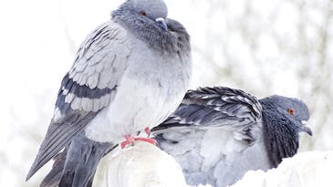 Pigeons Can Read A Little Bit, New Research Shows