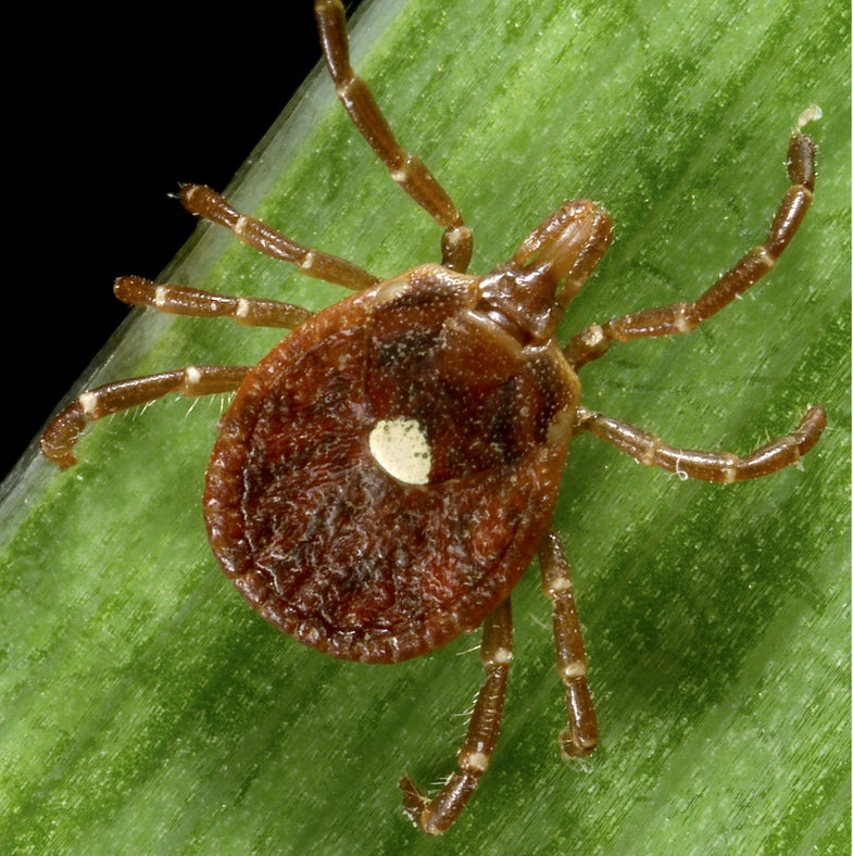 Ticks That Can Make People Severely Allergic To Meat Are Spreading In The U.S.