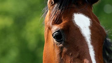 Horses Can Learn To Communicate Specific Needs To People
