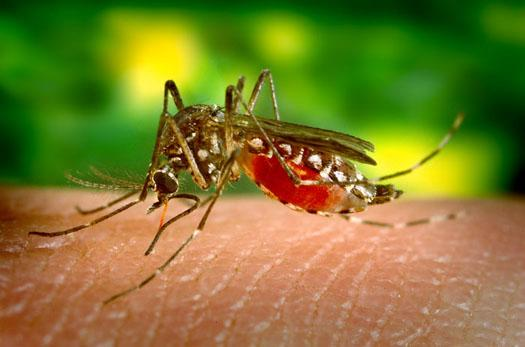 Is DEET Safe To Use?