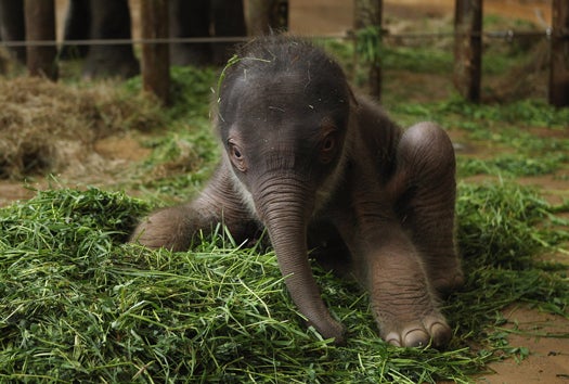 BERLIN, GERMANY - MAY 10: A baby Asian elephant, born only two days before, gets used to his wobbly legs while exploring his enclosure at Tierpark Berlin zoo on May 10, 2012 in Berlin, Germany. The male elephant calf, who does not have a name yet, weighs 102kg and is 91cm tall. (Photo by Sean Gallup/Getty Images)