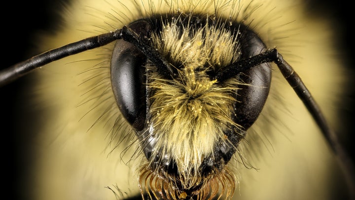 Want to know how to save the bees?