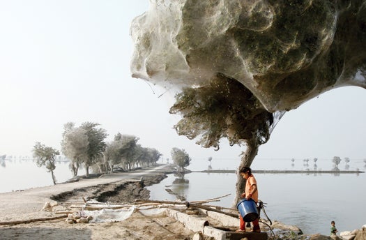 A girl walks past a tree covered in spider webs in the flood affected areas of K.N. Shah, located near Dadu in Pakistan's Sindh province, December 7, 2010. The cocooned trees have been a side-effect of spiders escaping flood waters in the area. Although people in this part of Sindh have never witnessed this phenomenon, they report there are now less mosquitoes, thus reducing the risk of malaria. Picture taken December 7, 2010. REUTERS/Department for International Development/Russell Watkins (PAKISTAN - Tags: SOCIETY ENVIRONMENT DISASTER) FOR EDITORIAL USE ONLY. NOT FOR SALE FOR MARKETING OR ADVERTISING CAMPAIGNS. THIS IMAGE HAS BEEN SUPPLIED BY A THIRD PARTY. IT IS DISTRIBUTED, EXACTLY AS RECEIVED BY REUTERS, AS A SERVICE TO CLIENTS