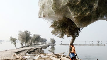 Spiders Fleeing Pakistan's Floodwater Take to the Trees
