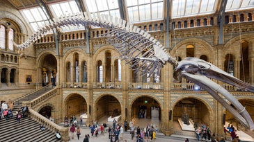 Four ways natural history museums can skew reality