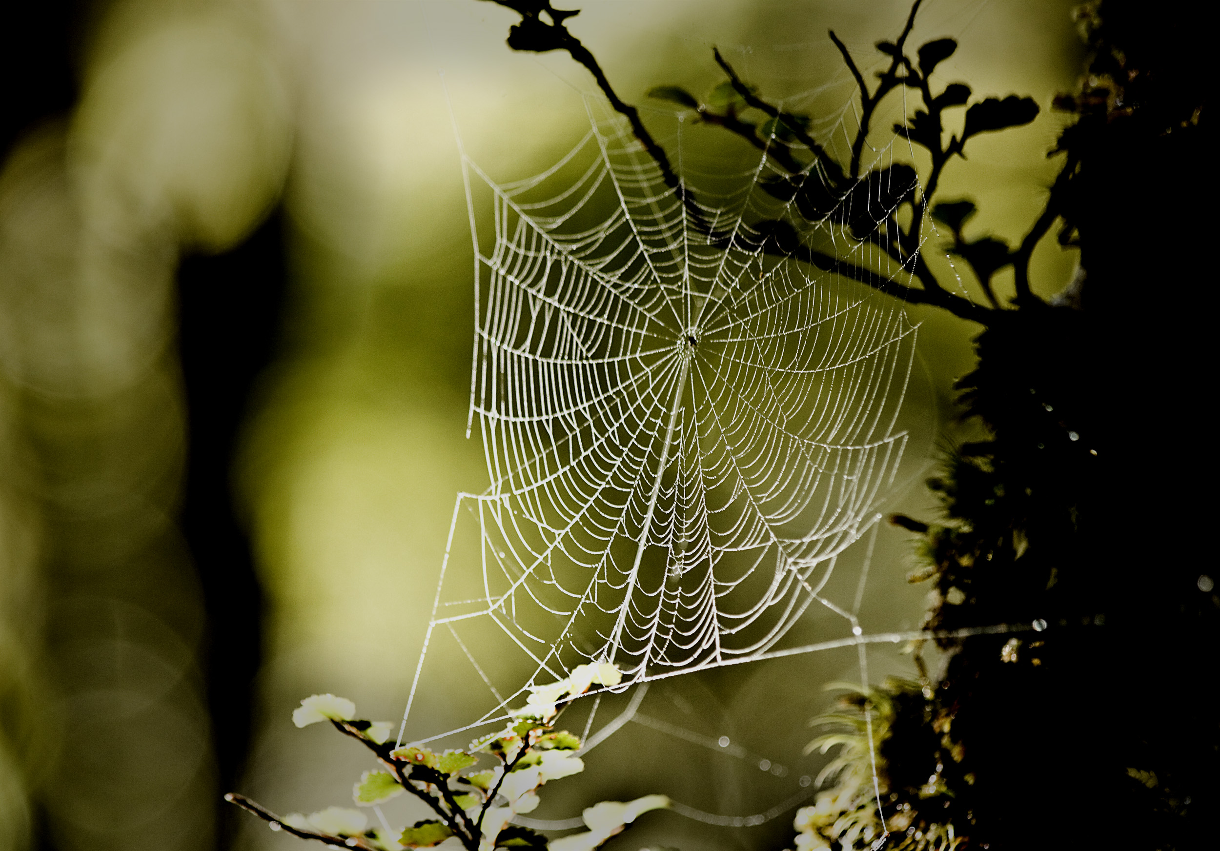 Transgenic E. coli Spin Tough Spider Silk