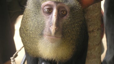 Cercopithecus lomamiensis, Lesula Monkey