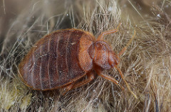 Great news: Some bed bugs are really good at climbing