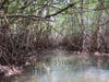 Saltwater mangrove forest
