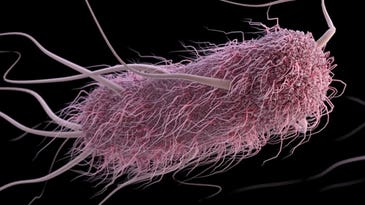 The Possible Link Between Bacteria And Chronic Disease?