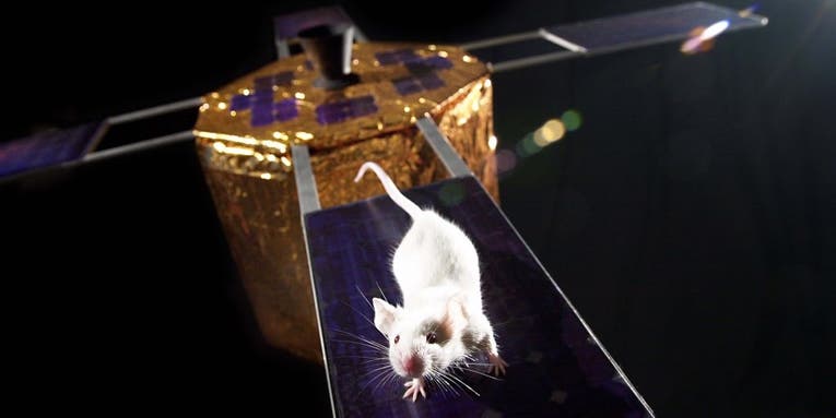 Mousetronauts To Live In Space For The Longest Stretch Yet