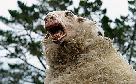 In Safety Study, Sheep on Meth Are Shocked With Tasers